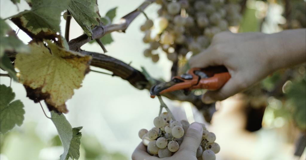 Quinta De Lourosa Pensionat Lousada Eksteriør billede